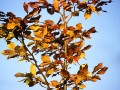 Goldlaub_vor_blauem_Himmel_Cainsdorf_Autumn02 (c) by Stephan Menzel
Created with The GIMP