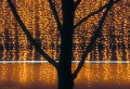 Baumsilhouette_vor_Goldlampen_Darmstadt_Autumn02 (c) 2003 by Stephan Menzel
